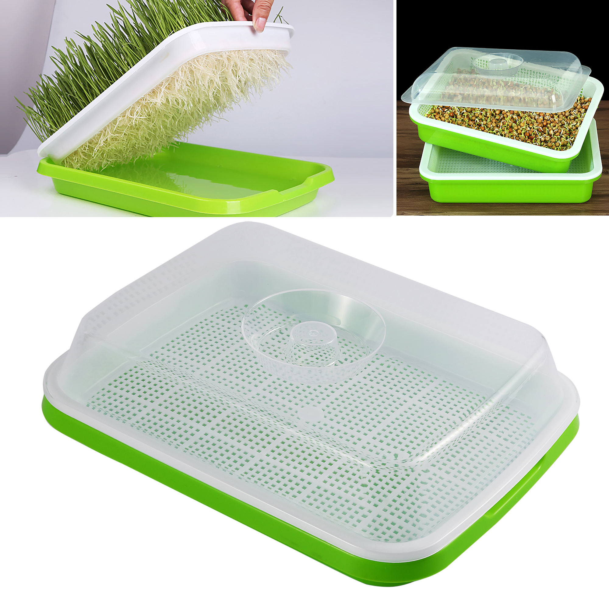Sprouting Tray Box Pea Bean Wh - Indoor Herb Garden Kit ulasan dan harga