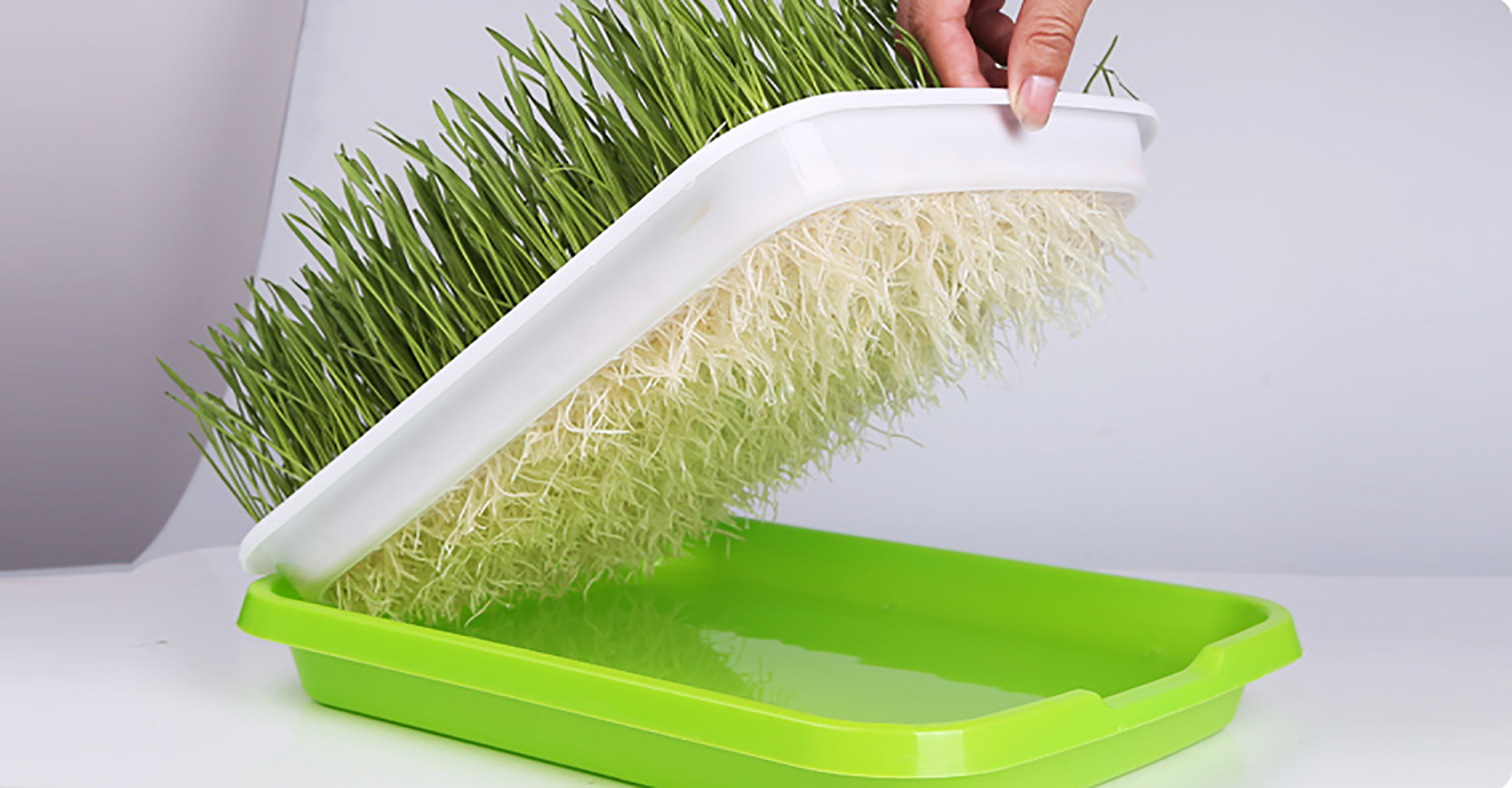 Sprouting Tray Box Pea Bean Wh - Indoor Herb Garden Kit ulasan dan harga