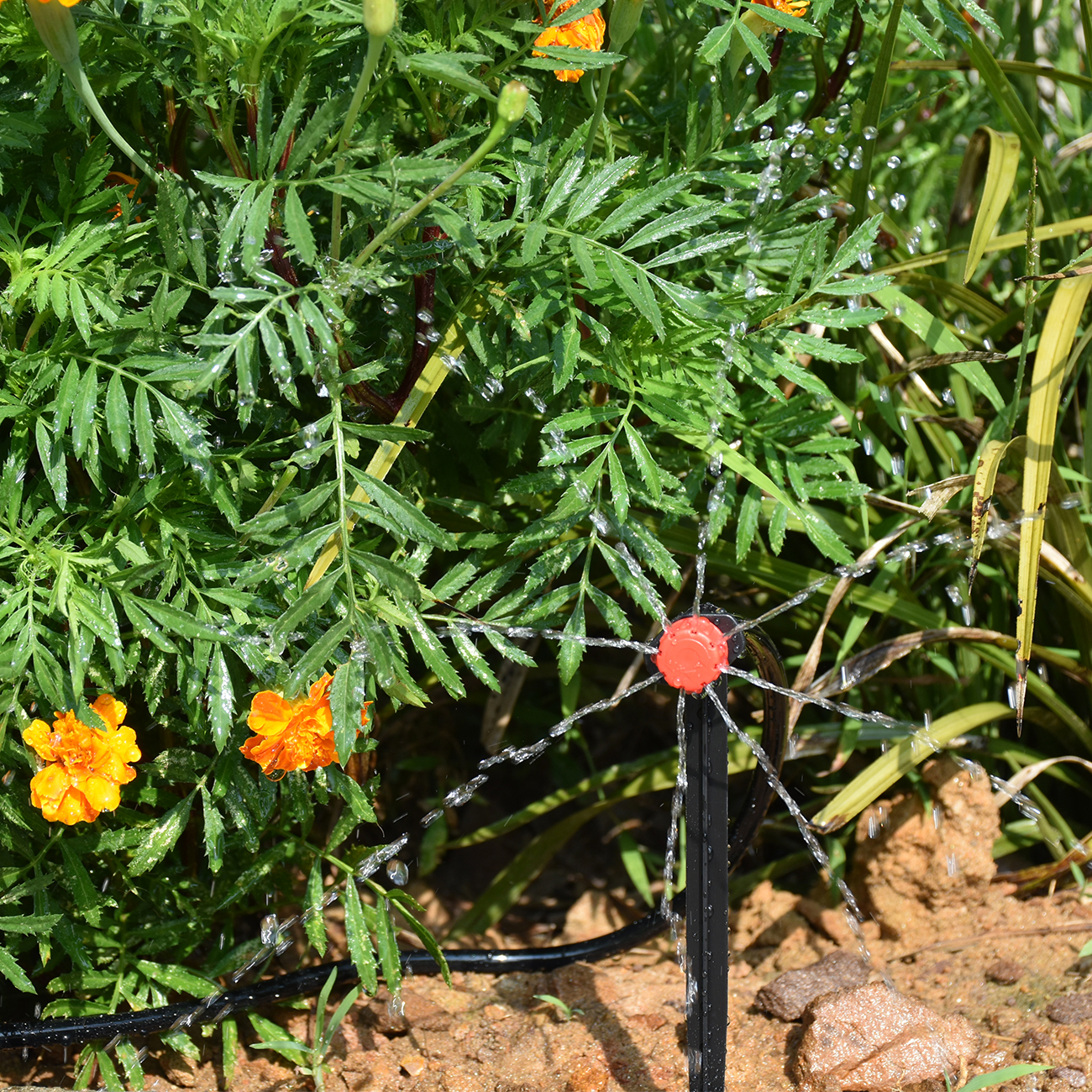 KESLA 5-50M Smart Garden Autom - Smart Garden Sphagnum Moss ulasan dan harga