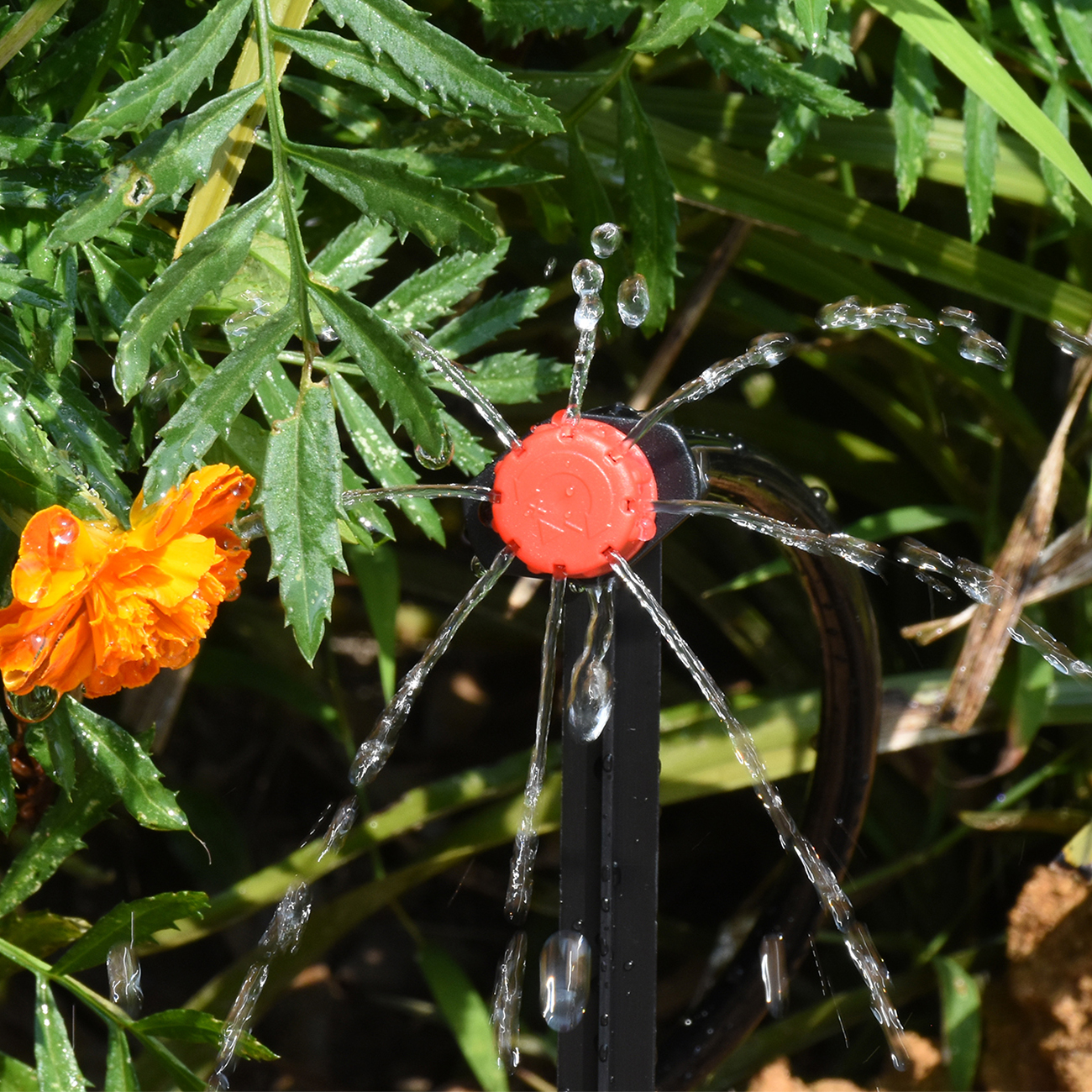 KESLA 5-50M Smart Garden Autom - Smart Garden Sphagnum Moss ulasan dan harga